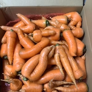 【訳あり】自然栽培　ベストセラーニンジン　農薬、肥料、除草剤　不使用