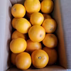 ワックス不使用　果汁たっぷり完熟八朔５㌔