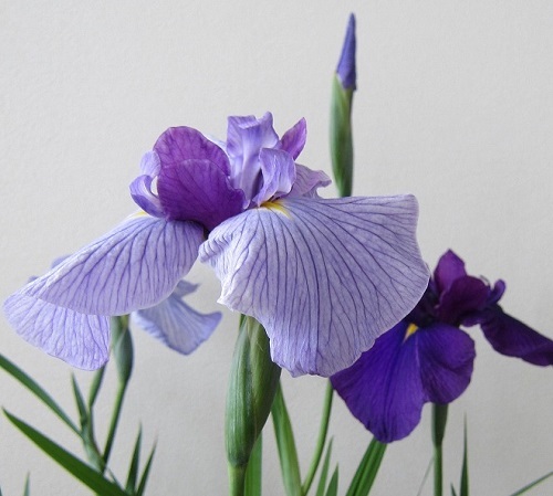 花菖蒲 苗 花しょうぶの苗 花言葉は「うれしいお知らせ♪」初心者から上級者まで