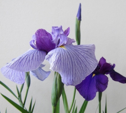 ワールド オンラインストア f_jpg 花