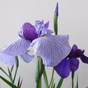 【送料無料】花菖蒲の苗(6種６ポット)厳選おまかせセット