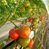 朝倉さんちの完熟トマト