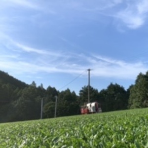 うれしの新茶《カックイー茶畑》平野田代2021