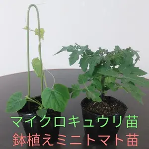 鉢植えミニトマトレジナ（花が咲いています）とマイクロキュウリ苗各1ポット
