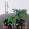 鉢植えミニトマトレジナ（花が咲いています）とマイクロキュウリ苗各1ポット