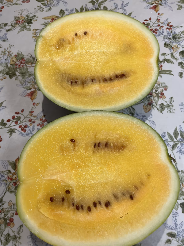 圧倒的糖度　黄色いスイカ『金色羅皇』2L   7kg~8kg