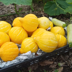 鹿児島育ちのコリンキー！