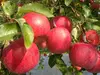 ●自宅用お試し品●早生りんご涼香の季節＆ふじりんご100％ジュース