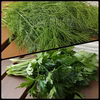 【摘みたてお届け】ディル＆イタリアンパセリ