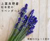 【上富良野産】ラベンダーの生花♪【60g】インテリアやドライフラワー・ポプリに♪