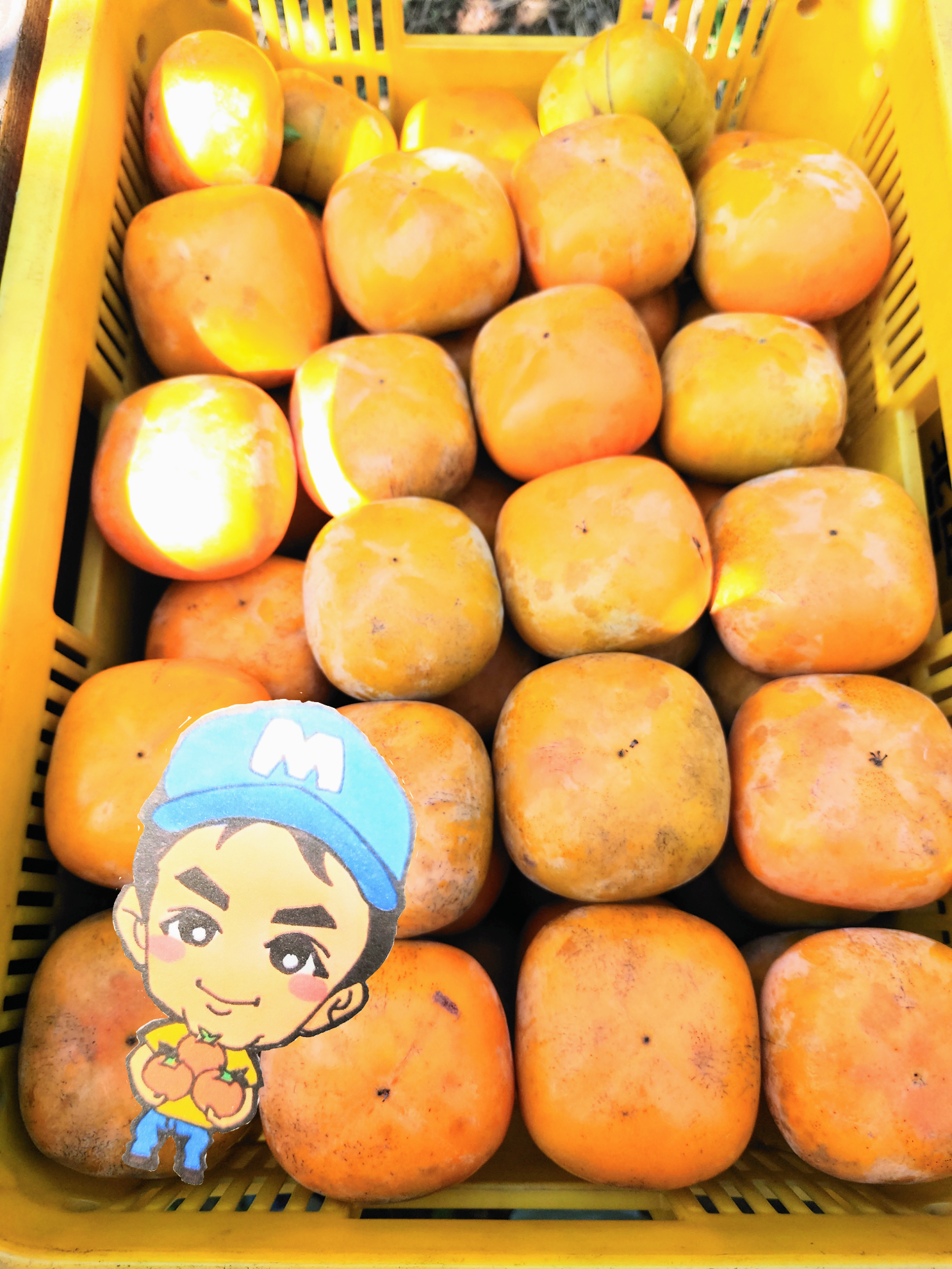 [先行予約]10月上旬以降のお届け!人気のまーくん家のたねなし柿 お試し 2キロ (箱込み)