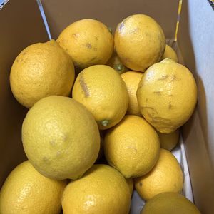 越冬レモン　有田産レモン レモン  超減農薬 訳あり 和歌山 お買い得品