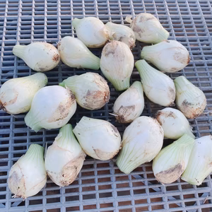 【今だけ値下げ中‼︎】らるふるの新玉ペコロス‼︎ミニ玉ねぎ