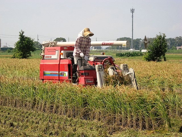 三重県松阪市｜TKFarm rice｜増田緑さんの生産者プロフィール
