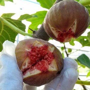 《自家栽培・産地直送》甘酸っぱい美味しさ いちじく 蓬莱柿１６個入り