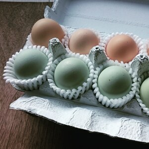 チルド便・TKG専用・至高のナマタマゴ【アローカナと烏骨鶏】