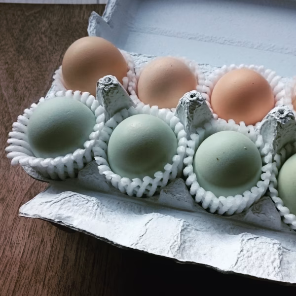 【TKG専用】至高のナマタマゴ【アローカナと烏骨鶏】