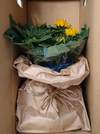 【初めまして出荷　南東北～中部地方限定】元気いっぱい！　ヒマワリの鉢花