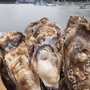 三陸から直送！お家で牡蠣小屋気分！殻付き牡蠣3㎏生食用