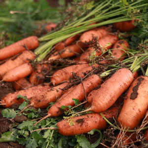 【有機JAS認定にんじん】美容ビタミンの宝庫"ヴィーナスキャロット”お試し3kg