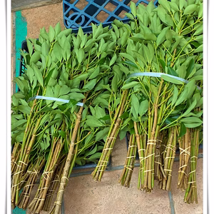 紀州産　樒（しきみ）仏花 お墓　1対(2束)他