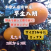 早生八朔　 木成り早生八朔　和歌山有田産 見た目2級～3級 サイズ混合Sから3L