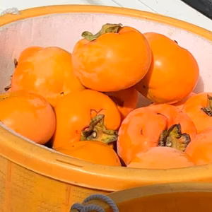 限定2個♪ 買わないと損♪刀根柿（ご家庭用5キロ箱）