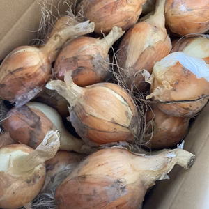 販売終了間近❗️天候不具合のトンガリ玉ねぎたちを助けてください涙