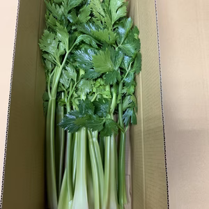 淡路島のセロリ約1kg
