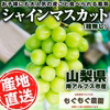  【山梨県産】シャインマスカット 【平均糖度18度以上】9月初旬～中旬出荷