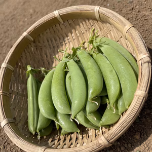 ポリポリ食感、あま〜いスナップエンドウ 1kg、2kg、3kg