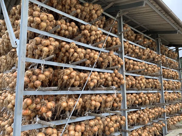 淡路島極熟玉葱　シャーロットオニオン　玉ねぎ大国淡路島からの玉ねぎ‼️