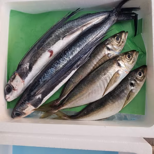 【本日発送】送料無料！朝獲れ”鮮魚2種（1.5kg）　