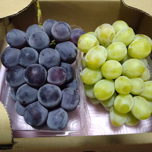 家庭用『シャインマスカット＆ピオーネ』二房セット１キロ箱