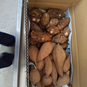 【本場・種子島産の安納芋】堀立てほくほくの安納芋3キロと赤芽里芋2キロ