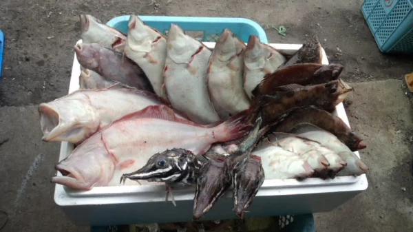 北海道二海郡八雲町｜噴火湾鮮魚卸龍神丸｜舘岡勇樹さんの生産者