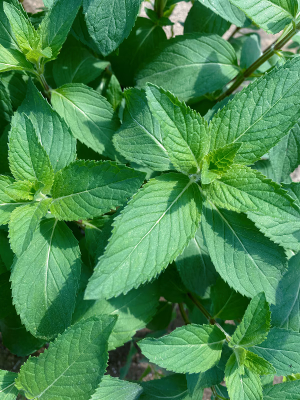 朝摘み 和ハッカ　あかまる　赤丸 10g フレッシュ ハーブ