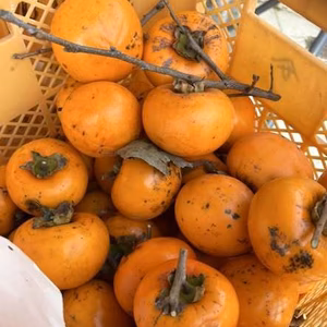 福島市産・甘柿3種盛り！３ｋｇ家庭用