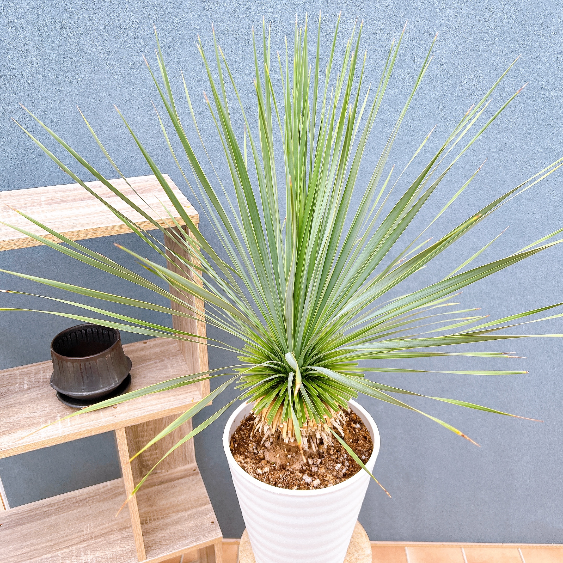 ユッカロストラータ ユッカ・ロストラータ 8号 90cm - 植物と暮らす m-plant