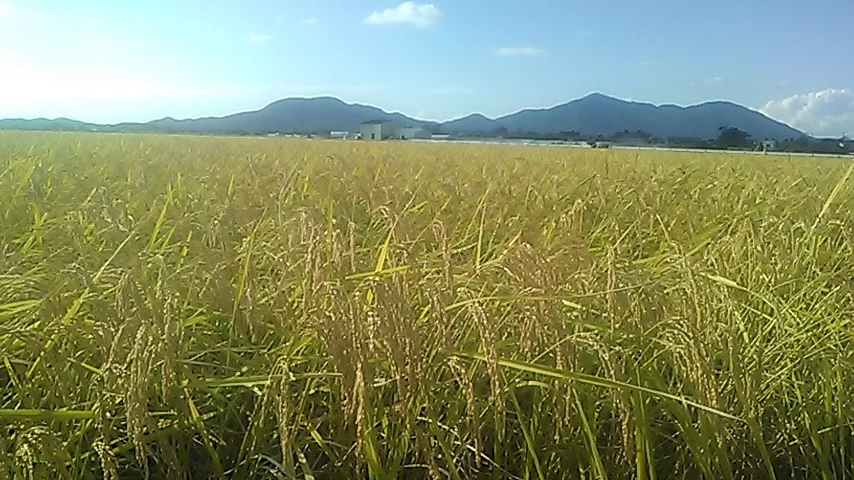 R4年産ゆきの精玄米、除草剤・肥料不使用こだわりの米