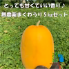 【7月中旬発送】農家直送！近江伝統野菜 無農薬まくわうり 5kgセット