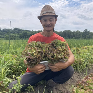 歯応えバツグン　サニーレタスさん　１kg5〜8株入り 【栽培期間