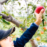 北村直子 | 北村りんご園
