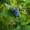 ≪生食用≫《自然栽培》完熟ブルーベリー　ハイブッシュ系