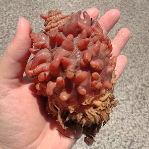 ✨陸奥湾産ミニホヤ✨