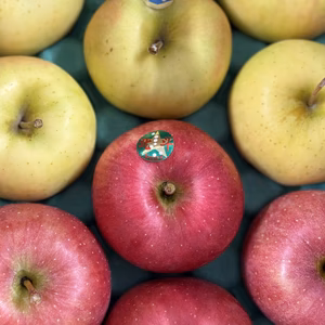 北斗＆トキ【旬の2品種を食べ比べ！】秀3キロ