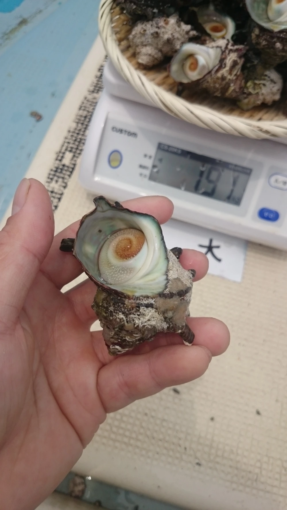 サザエ 1.5キロ　お刺身とつぼ焼きサイズ詰め合わせ 日本海産