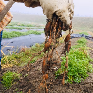 【送料一律便】熊本産インディアンのスタミナ源！甘味倍増熟成生アピオス