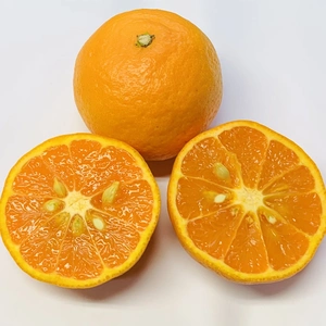 濃厚柑橘なつみ（1.5kg〜1.8kg）4月10日以降の発送