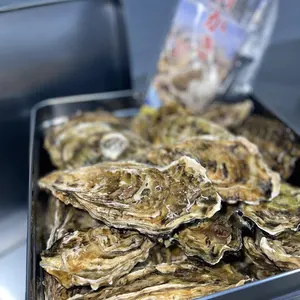 【冷凍かき】三重県産 加熱用 浦村かき カンカン焼き（ 1缶に約50個入り）